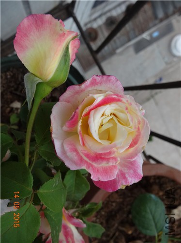 DSC09352.jpg