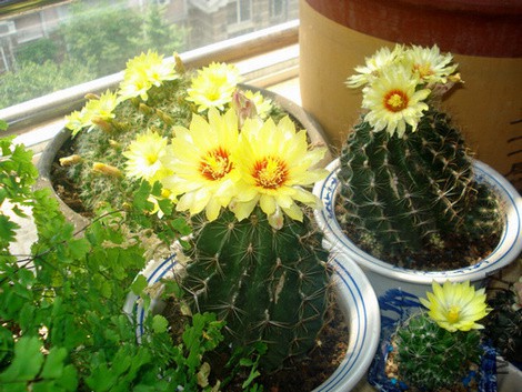 �ơ�ɫ�Ļ� 004.jpg
