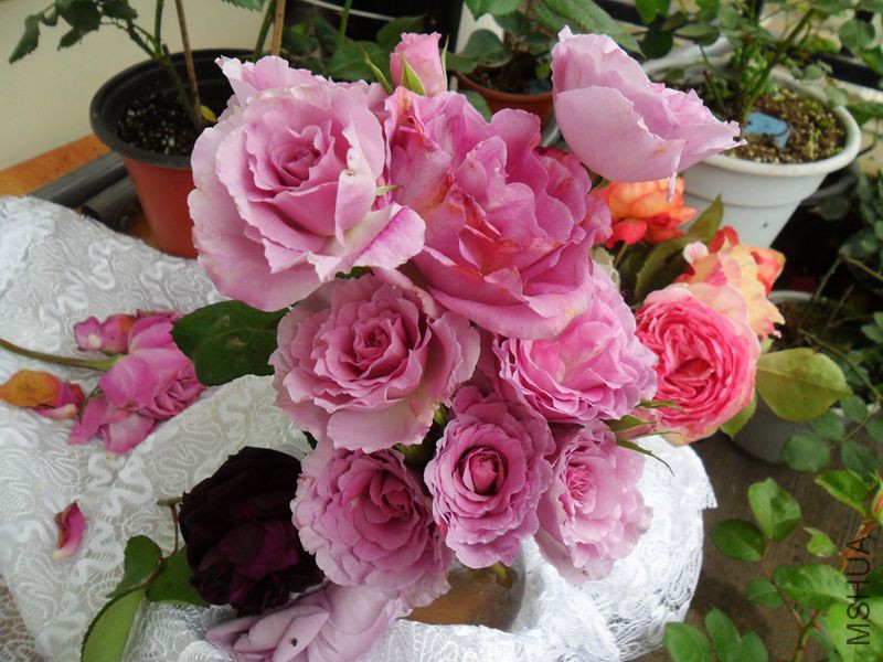 �������� 4.jpg