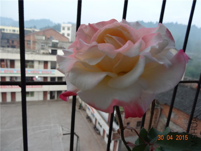 DSC08725.jpg
