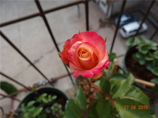 DSC08596.jpg