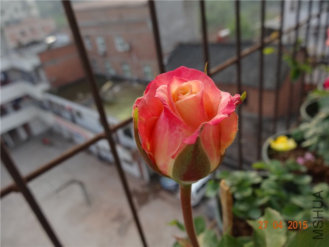 DSC08595.jpg