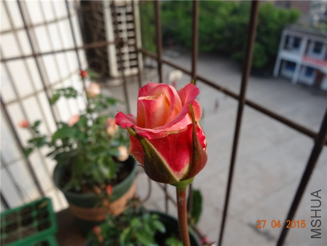 DSC08594.jpg