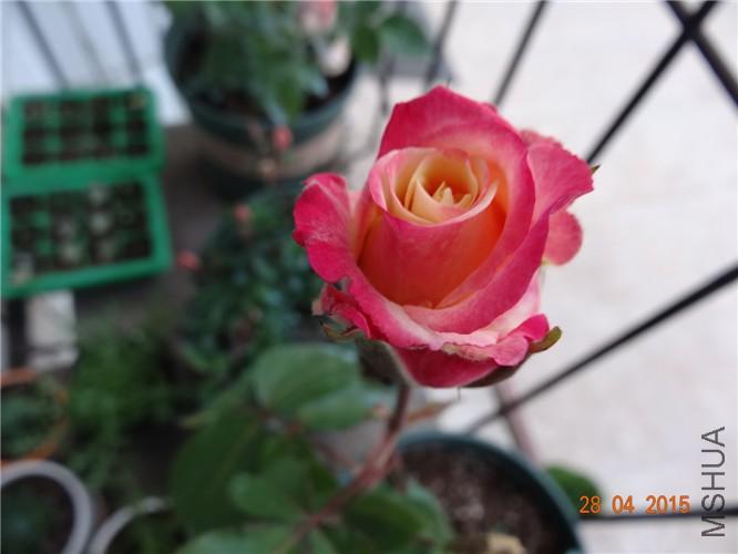 DSC08609.jpg