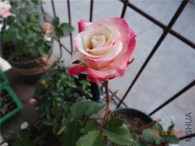DSC08657.jpg