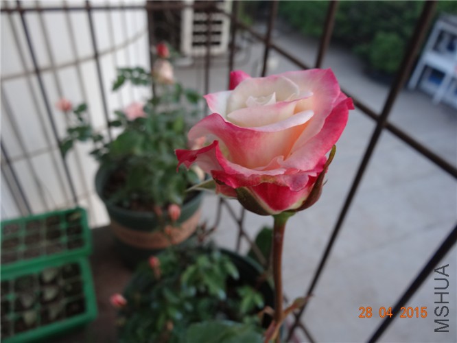 DSC08658.jpg