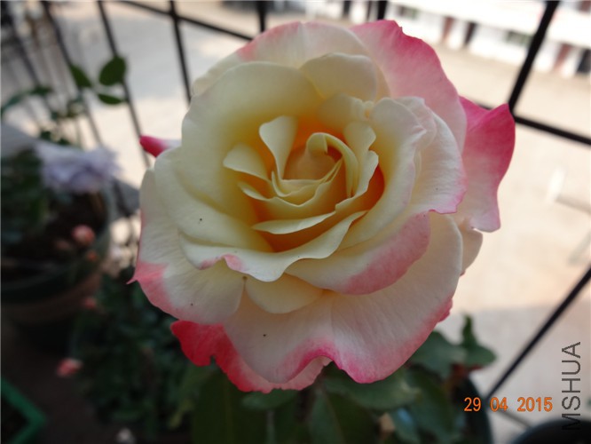 DSC08699.jpg