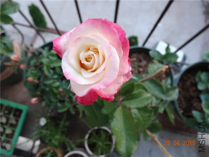 DSC08660.jpg