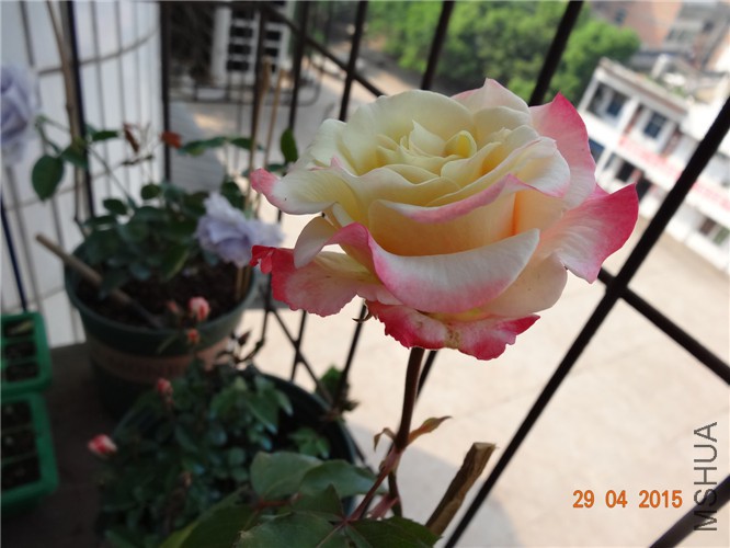 DSC08700.jpg