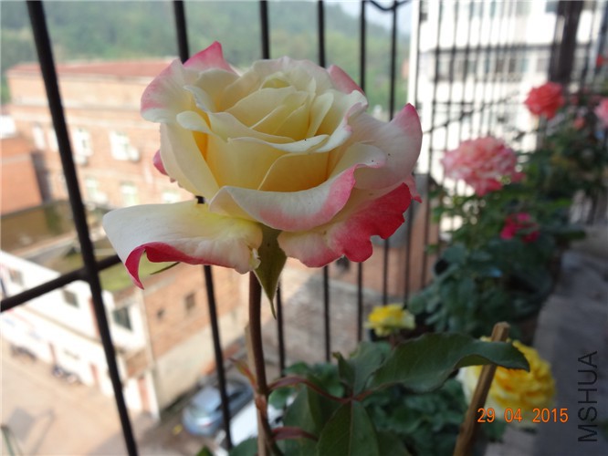 DSC08701.jpg