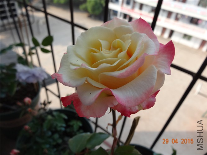 DSC08703.jpg