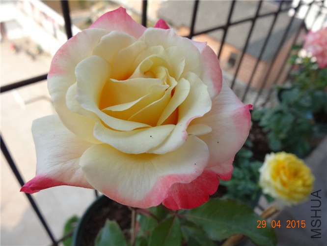 DSC08702.jpg