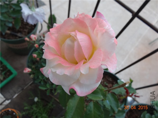 DSC08719.jpg
