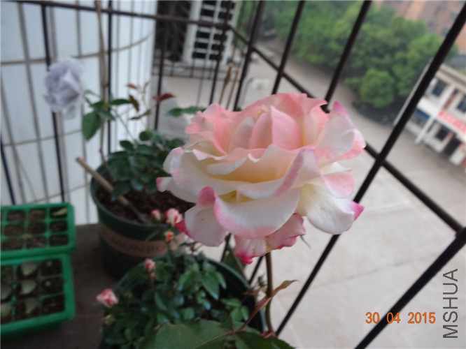 DSC08720.jpg