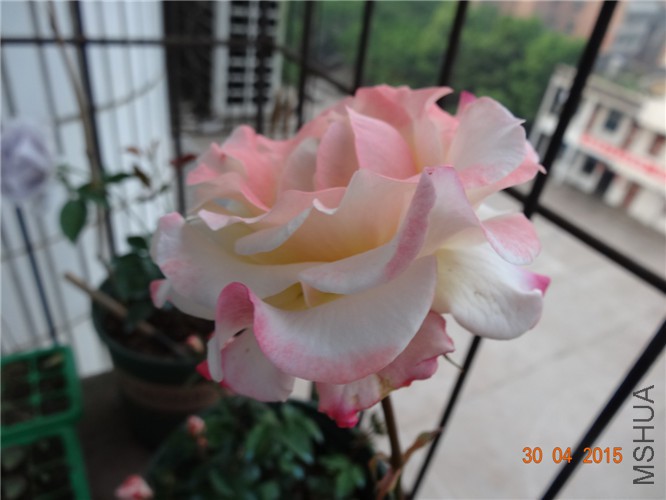 DSC08721.jpg