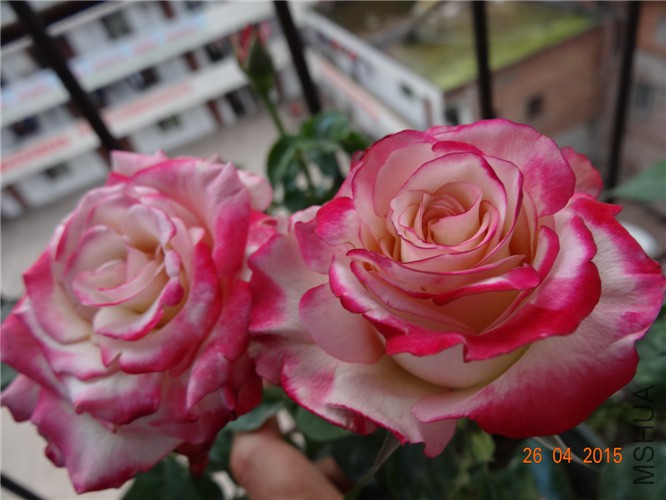 DSC08415.jpg