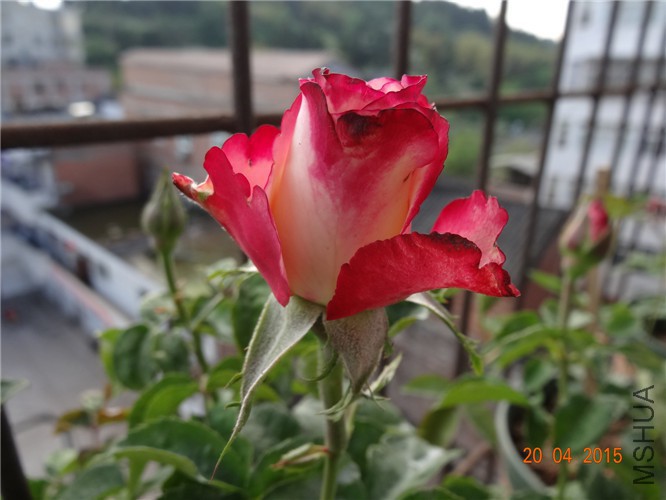 DSC07952.jpg