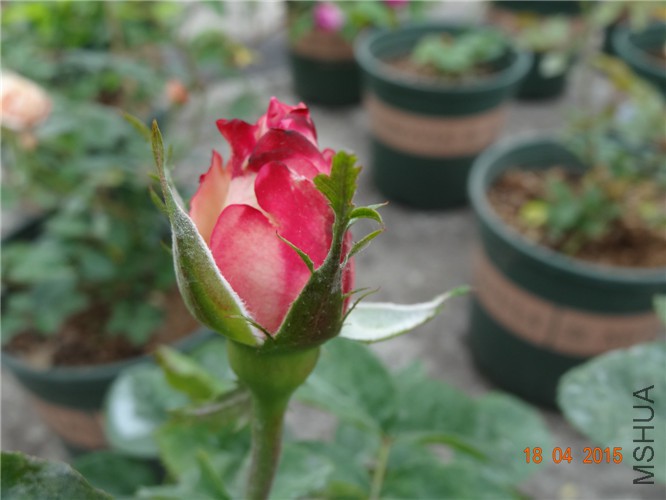 DSC07821.jpg