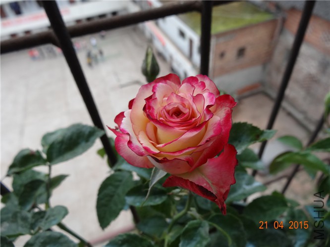 DSC08011.jpg