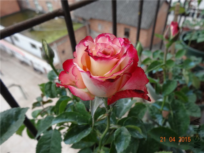 DSC08015.jpg