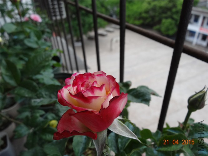 DSC08013.jpg