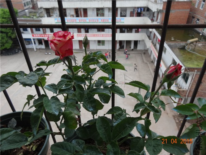 DSC08016.jpg