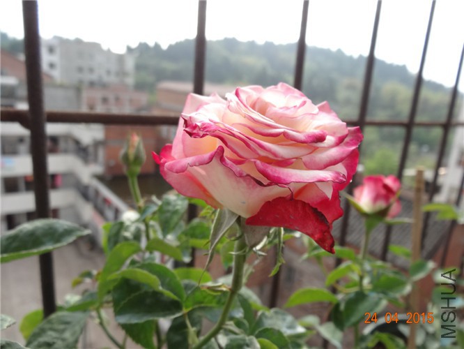 DSC08078.jpg