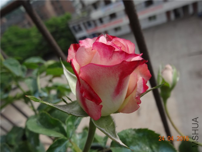 DSC08080.jpg