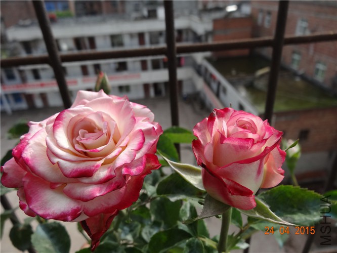 DSC08081.jpg
