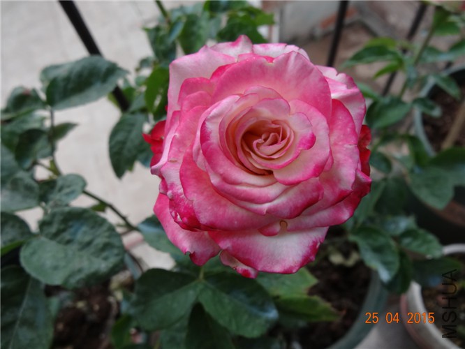 DSC08154.jpg