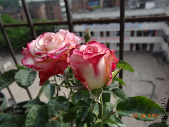 DSC08082.jpg