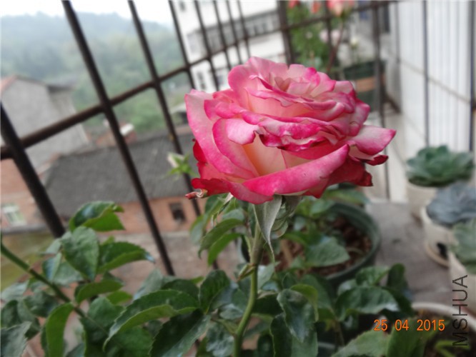 DSC08155.jpg