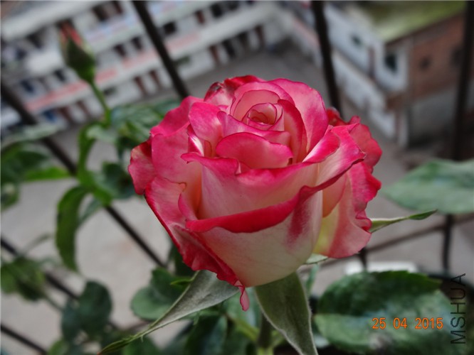 DSC08260.jpg