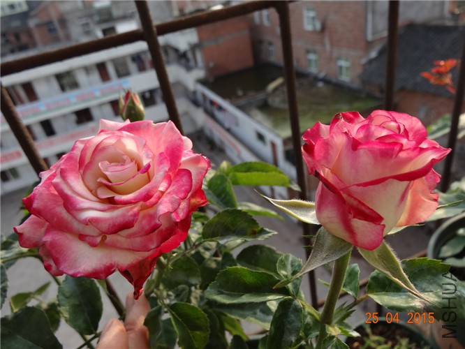DSC08278.jpg
