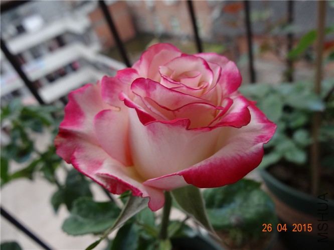 DSC08413.jpg