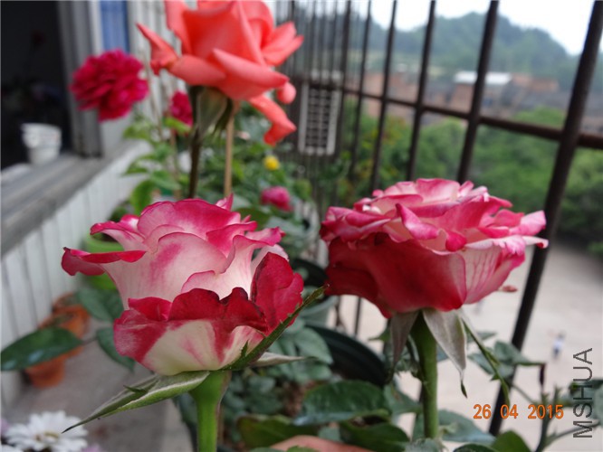 DSC08414.jpg