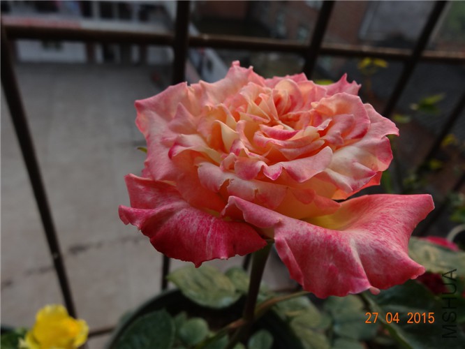 DSC08591_����.jpg
