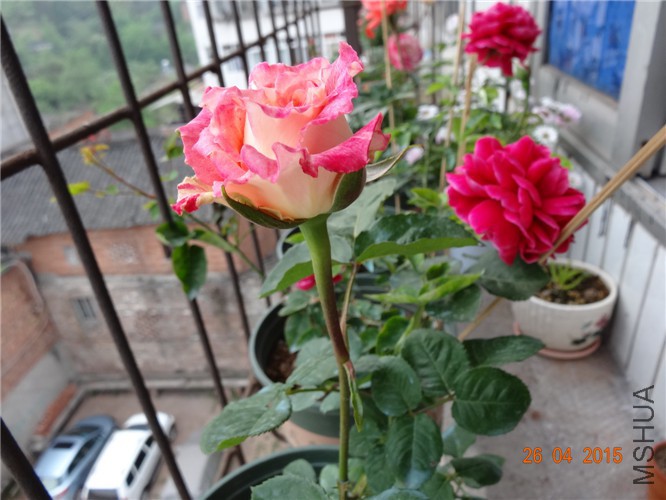 DSC08484_����.jpg