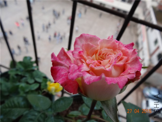 DSC08504_����.jpg
