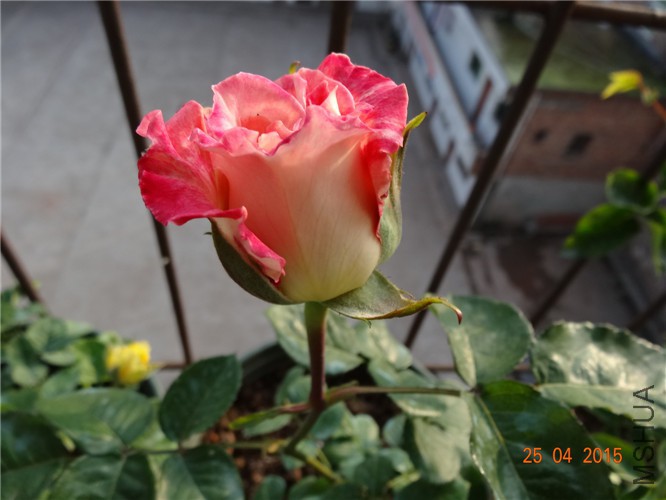 DSC08264_����.jpg