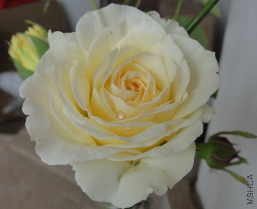 QQͼƬ20150514222503.jpg