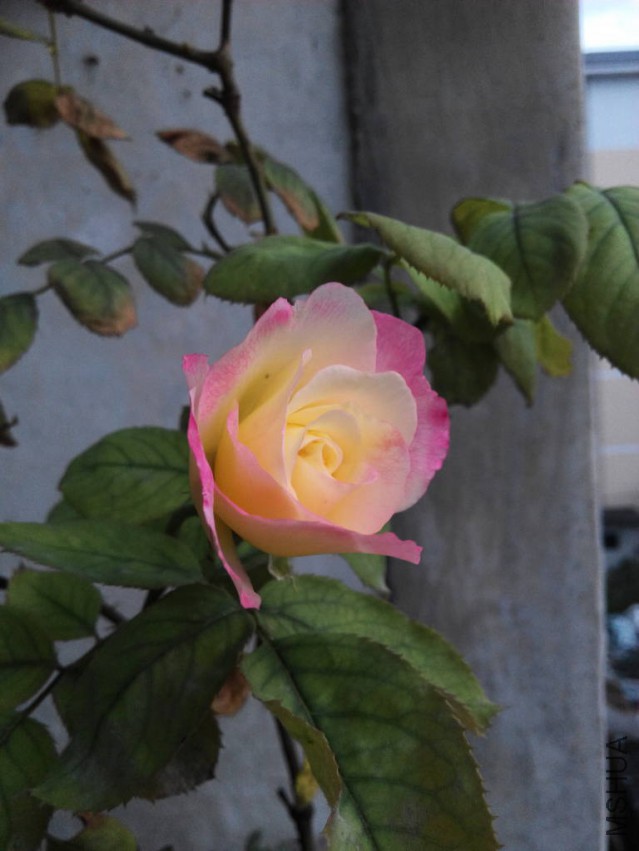 IMG_20150514_185134_768_1024_70.jpg