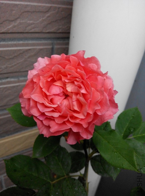IMG_20150511_173905.jpg
