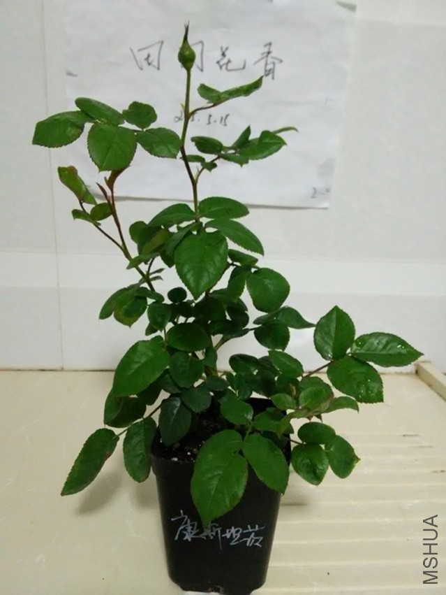 IMG_20150514_223227.jpg
