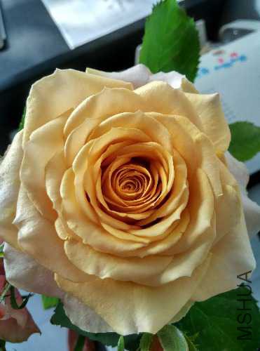 IMG_20150515_074340_HDR.jpg