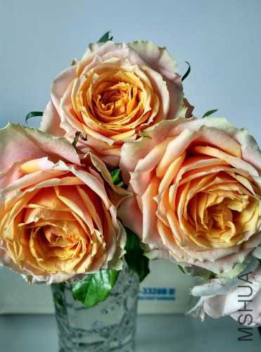 IMG_20150514_074117_HDR.jpg