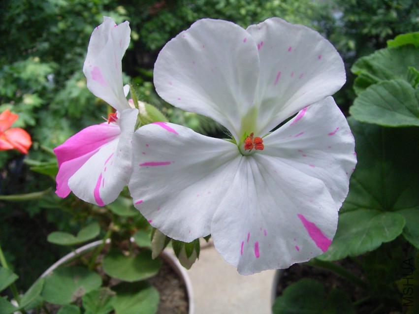 RIMG3907_1024x768.JPG