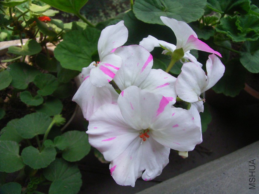 RIMG3955_1024x768.JPG