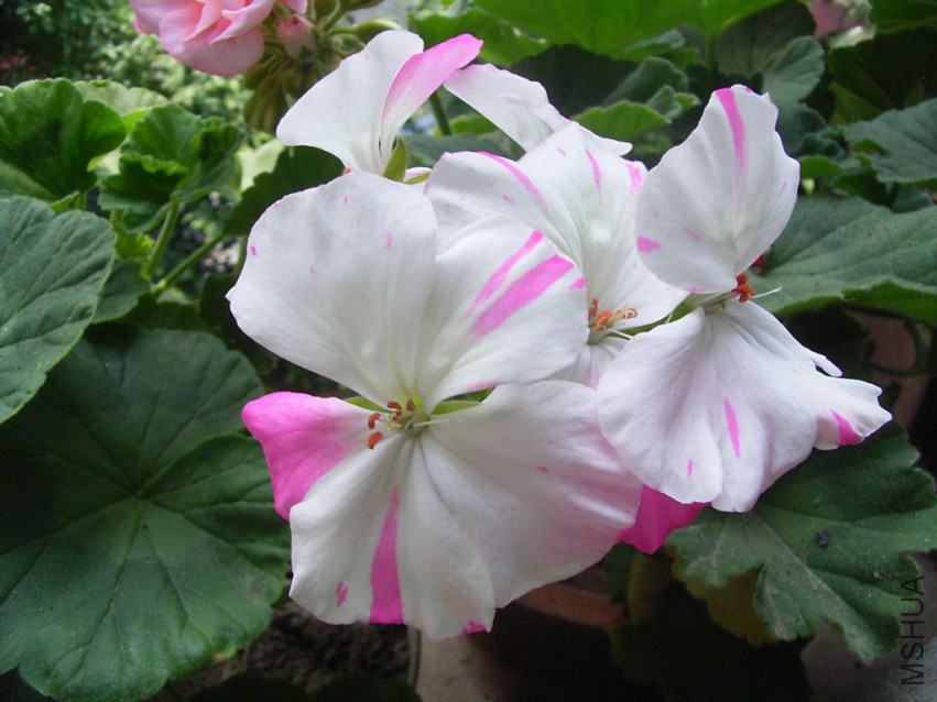 RIMG3962_1024x768.JPG