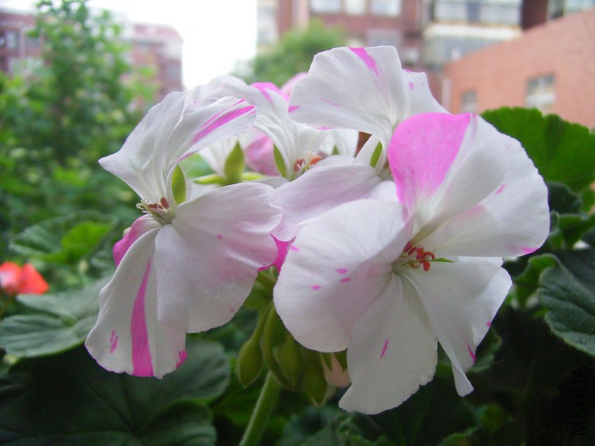 RIMG3978_1024x768.JPG